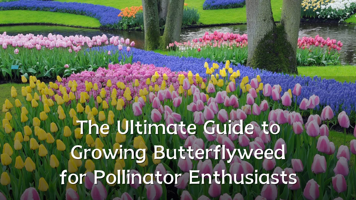 The Ultimate Guide to Growing Butterflyweed for Pollinator Enthusiasts