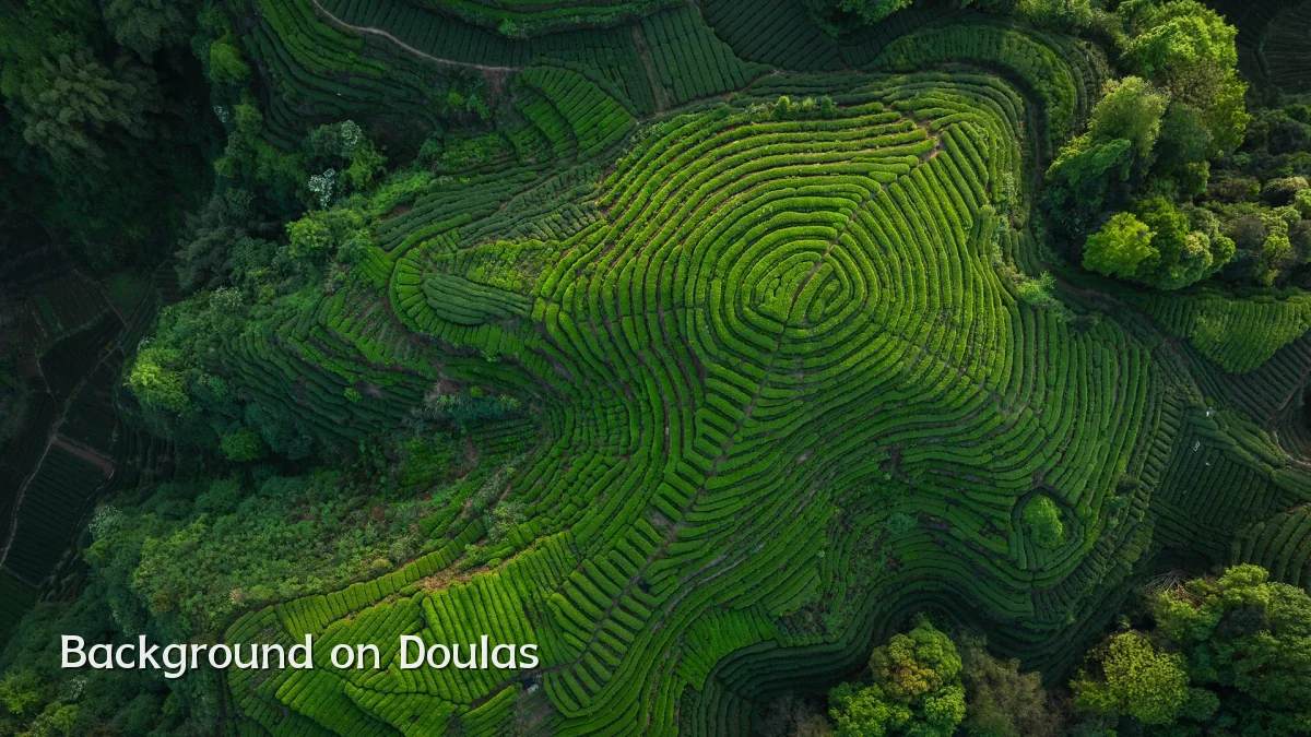 Background on Doulas