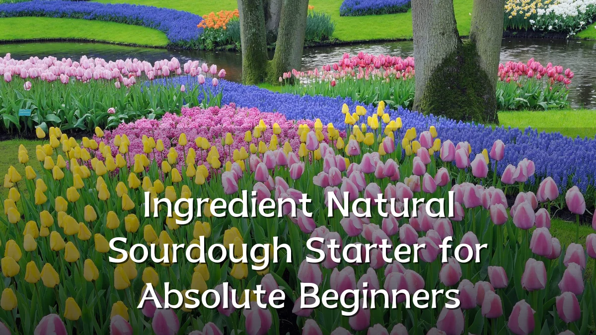 Ingredient Natural Sourdough Starter for Absolute Beginners
