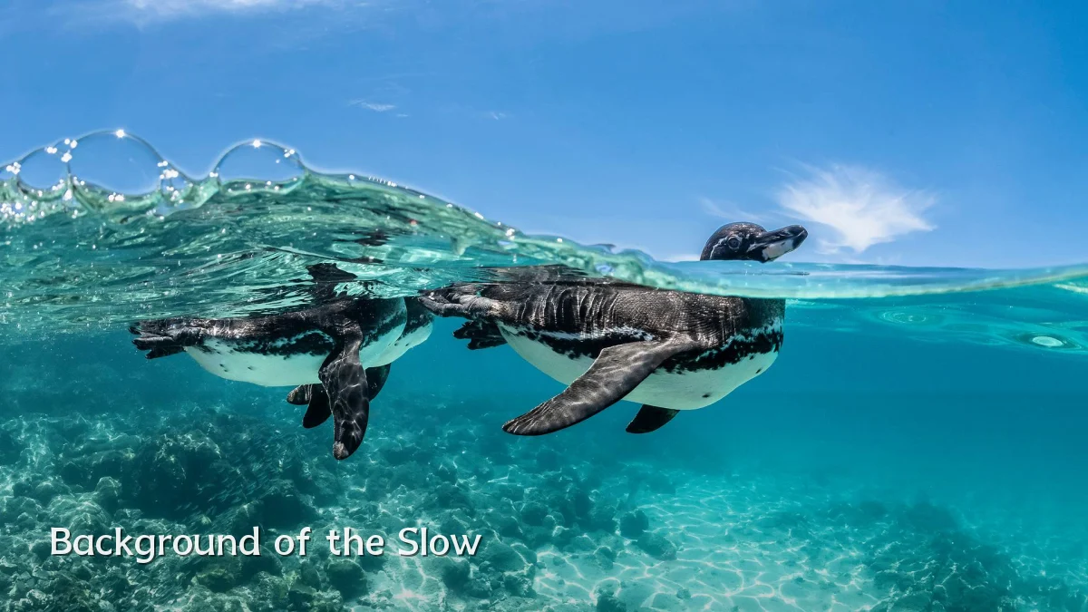 Background of the Slow