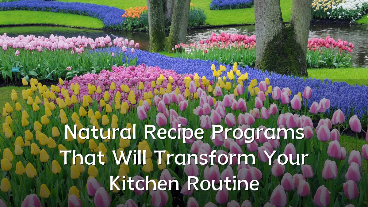 Natural Recipe Programs That Will Transform Your Kitchen Routine